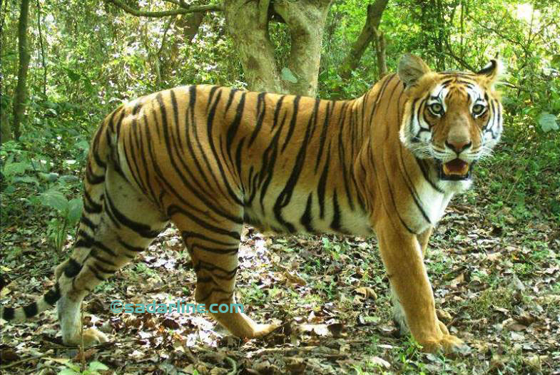 tiger bardiya copy