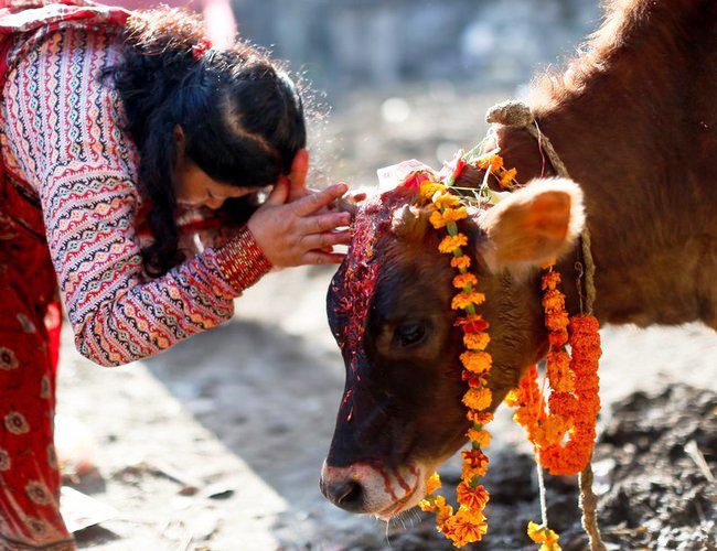 यमपञ्चकको चौथो दिन गोरु र गोबर्धन पूजा गरिँदै