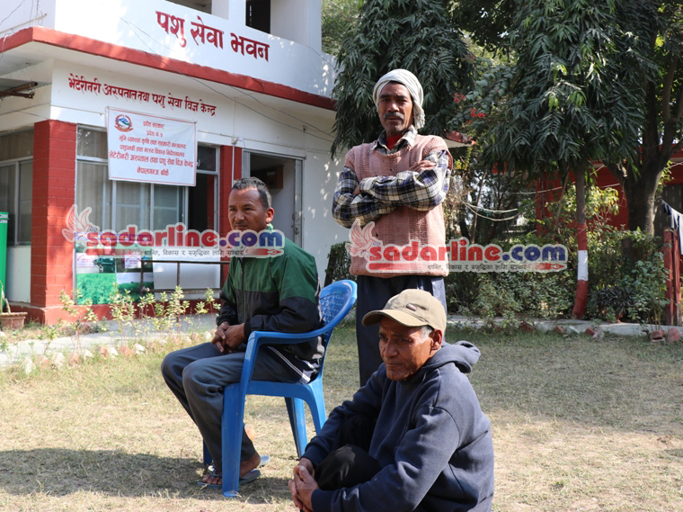 बाँकेको डुडुवामा अज्ञात रोगले बाख्रा धमाधम मर्दै किसान मर्कामा