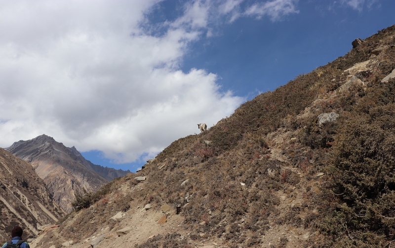 पश्चिमी वायुका कारण देशभरको मौसम प्रभावित