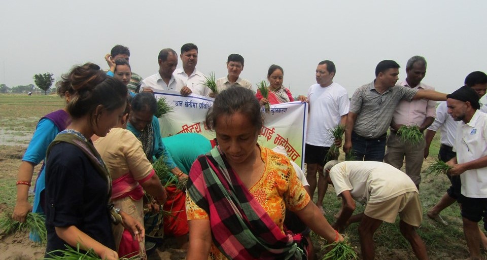 जानकीमा मनाइयो राष्ट्रिय धान दिवस