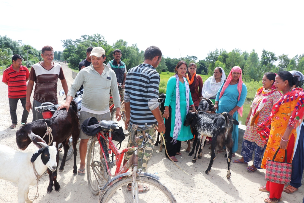 ‘बजारको माग अनुसार खसी–बोका पुराउन सक्षम छौ’