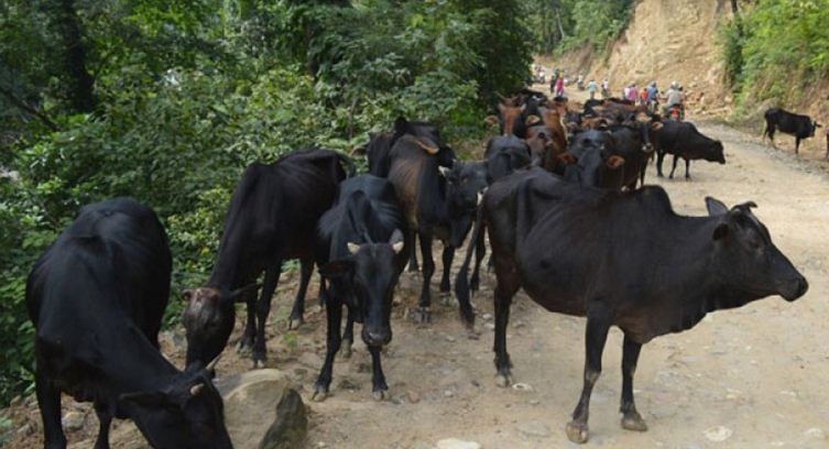 सुर्खेतमा छाडा पशुचौपायाको गणना शुरु