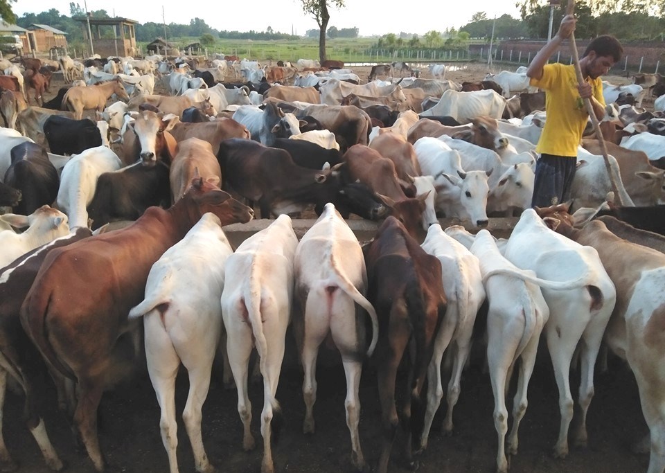 नेपालगञ्जका गाईगोरुको सुर्खेतमा उपचार हुँदै