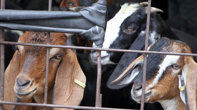 अवैधरुपमा भित्र्याइएको खसी भन्सारमा बुझाइयो