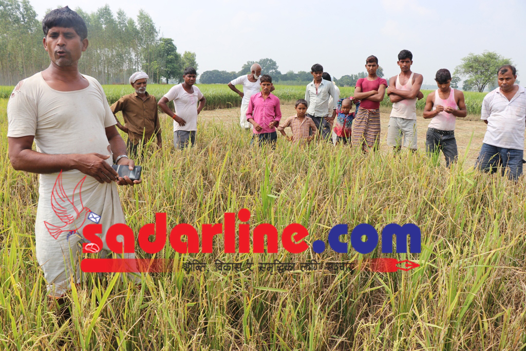 बाँकेमा काट्ने बेलाको धानमा फौजी किराको प्रकोप