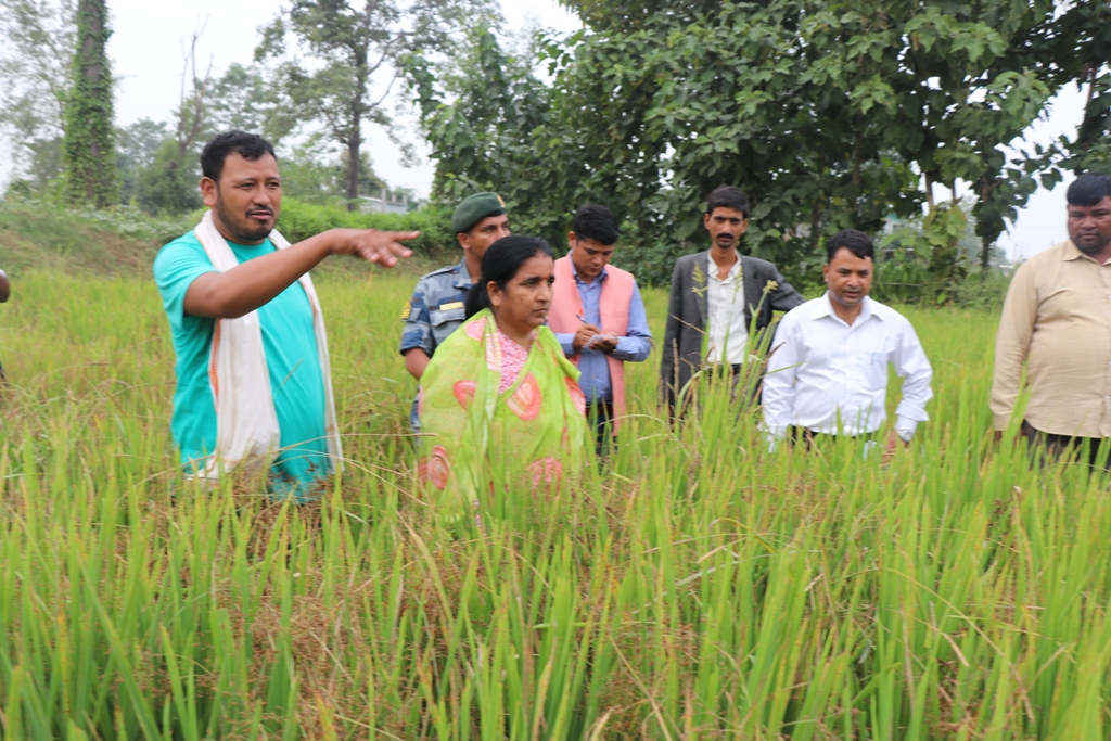 बाँके–बर्दियामा लगाईएको गरिमा जातको धान नपसाएपछि किसान चिन्तित