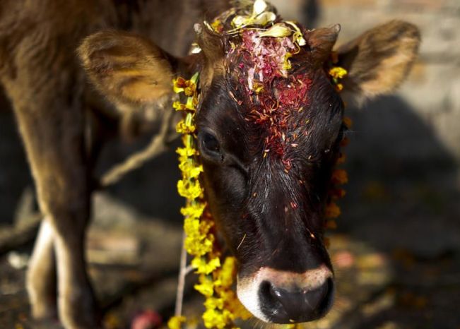 यमपञ्चक : आज गाई र गोरुको पूजा गरिँंदै