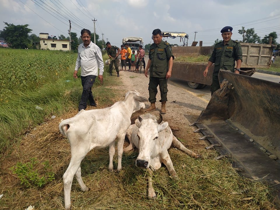 घाइते गाईको कोहलपुरबाट उद्धार