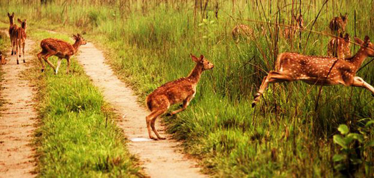 निकुञ्जमा पर्यटक बढेसँगै राजश्वमा वृद्धि