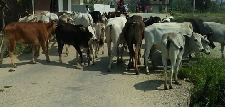 ५८ वटा गोरुसहित दुई भारतीय पक्राउ