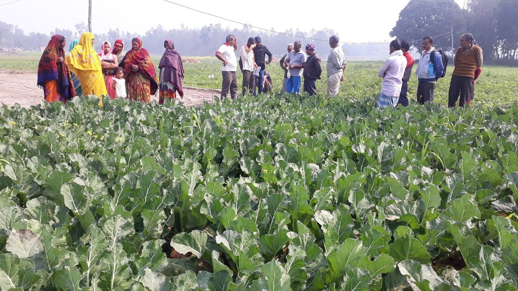 काउली बालीमा ‘ब्रिकेट’ युरियाको सफल परीक्षण