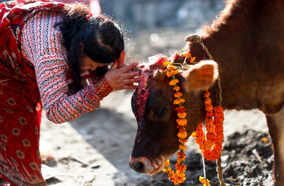 यमपञ्चकको चौथो दिन : गाई तिहार