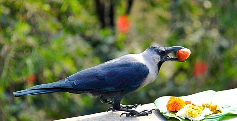 शुक्रवार काग तिहार र धनतेरस