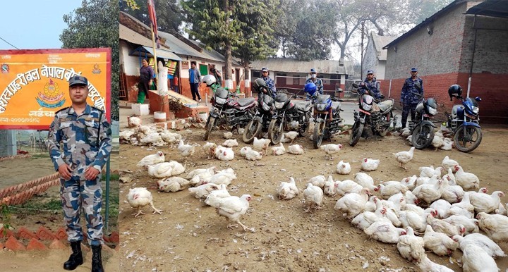 सशस्त्र प्रहरीद्वारा ठुलो परिमाणमा कुखुरा बरामद