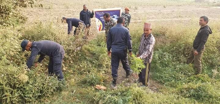 राप्तीसोनारीमा गाँजा नष्ट गर्दै प्रहरी