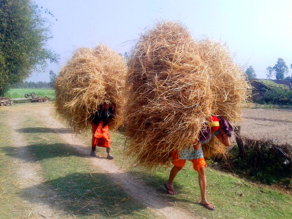 कुहिएको परालमा आगो लगाउँदै बाँकेका किसान