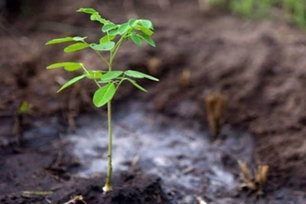 असार २९ गतेदेखि बिरुवा बितरण गर्दै कोहलपुर सबडिभिजन बन