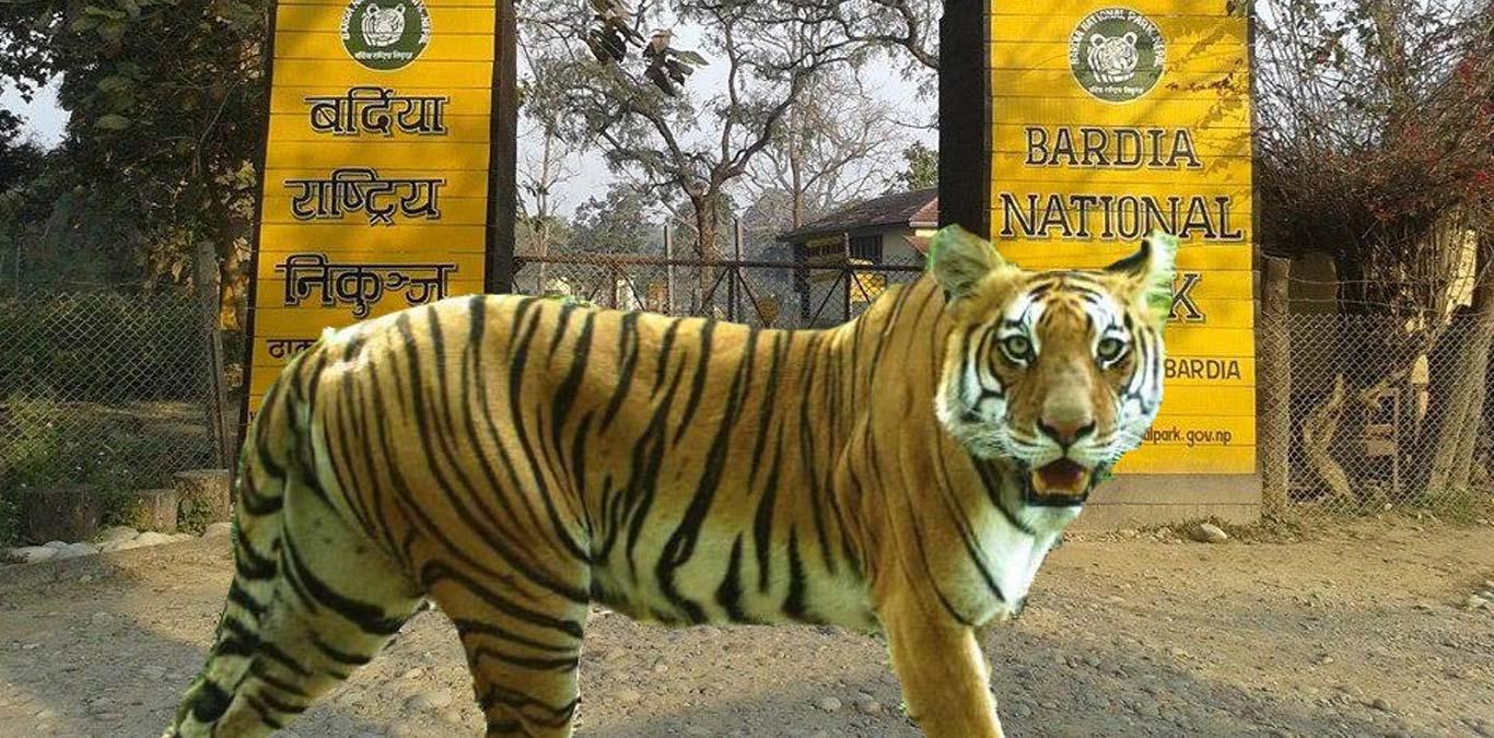 बर्दिया राष्ट्रिय निकुञ्जमा बाघ हेर्ने पर्यटक बढे