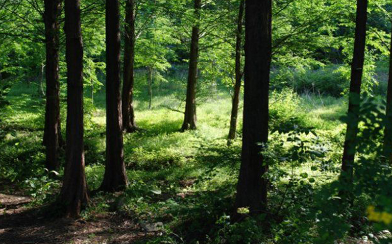बाँकेका सामुदायिक वनमा वैज्ञानिक वन व्यवस्थापन