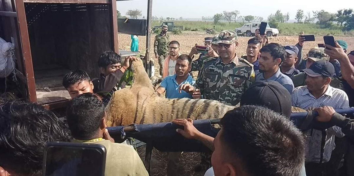 नियन्त्रणमा लिइएको बाघलाई शुक्लाफाँटा लगियो