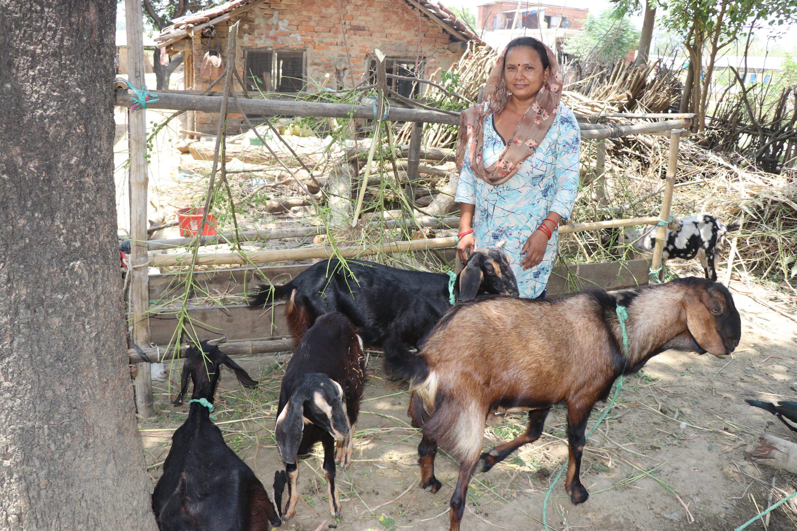 नेपालगञ्ज–२० मदनापुरमा पिपिआरले दुई बोका मरे