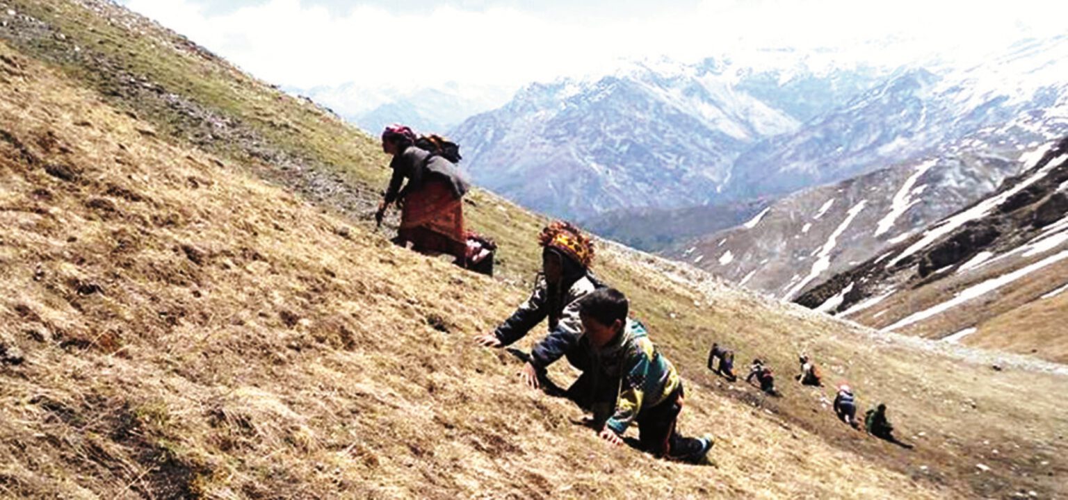 मुगुमा यार्सागुम्बाबाट ४५ लाख राजश्व संकलन