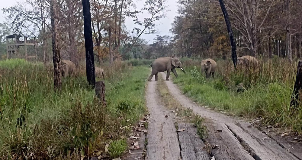 बर्दियामा हात्ती आक्रमणका घटनामा बृद्धि