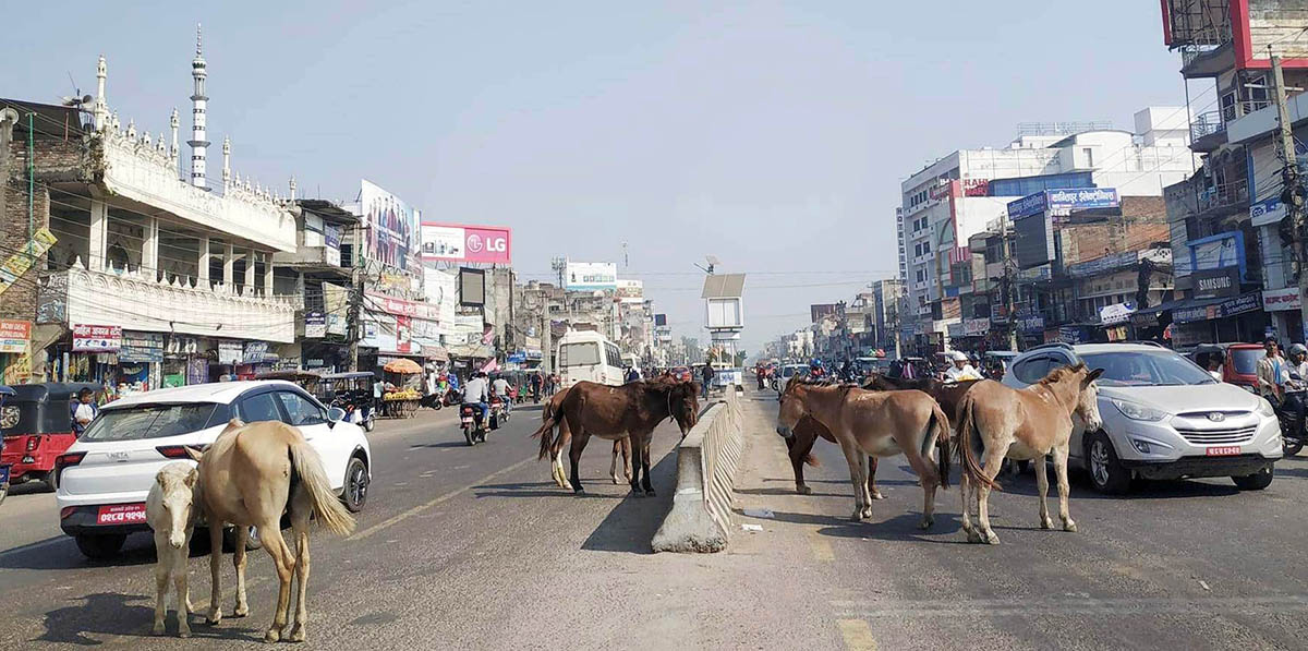 बाँकेमा चुनौती बन्दै छाडा चौपाया व्यवस्थापन